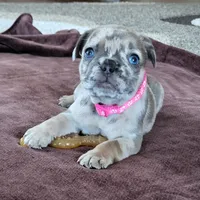 Patsy, a female French Bulldog for sale in Fair Grove, MO – 2 of 4