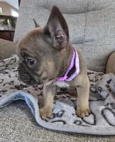 Violet, a female French Bulldog for sale in Fair Grove, MO – 4 of 5