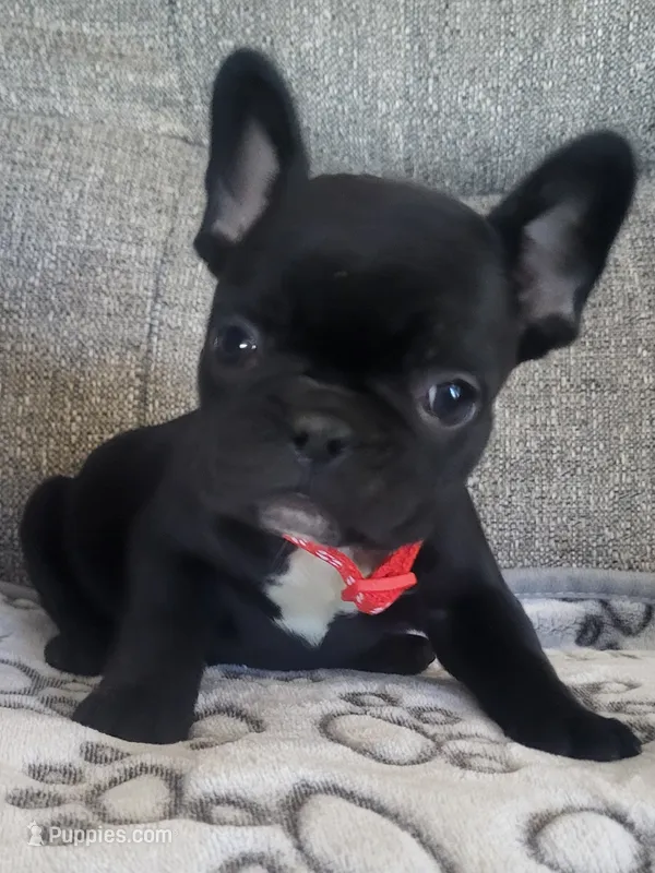 Sweet William – French Bulldog puppy for sale in Fair Grove, MO