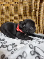 Sweet William, a male French Bulldog for sale in Fair Grove, MO – 2 of 3