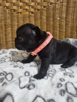 Dahlia, a female French Bulldog for sale in Fair Grove, MO – 3 of 3