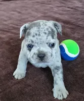 Willie, a male French Bulldog for sale in Fair Grove, MO – 2 of 5