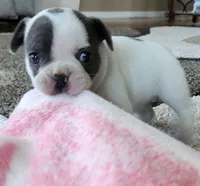 Tammy, a female French Bulldog for sale in Fair Grove, MO – 4 of 4
