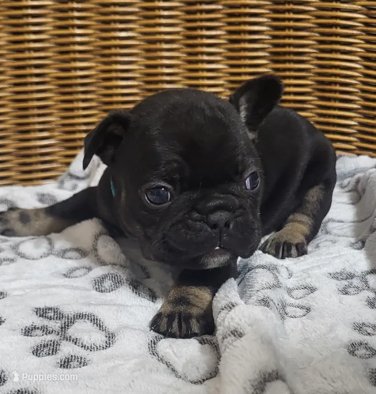 Petunia – French Bulldog puppy for sale in Fair Grove, MO