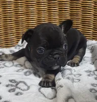 Petunia, a female French Bulldog for sale in Fair Grove, MO – 1 of 3