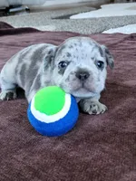 Willie, a male French Bulldog for sale in Fair Grove, MO – 4 of 5