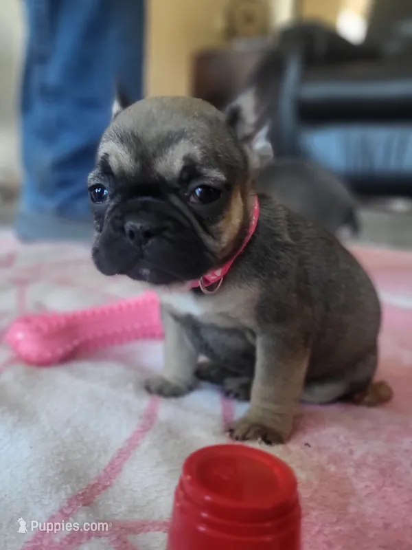 Daisy – French Bulldog puppy for sale in Fair Grove, MO