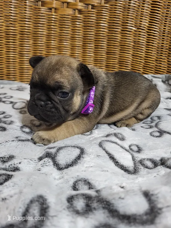 Magnolia – French Bulldog puppy for sale in Fair Grove, MO