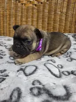 Magnolia, a female French Bulldog for sale in Fair Grove, MO – 1 of 3