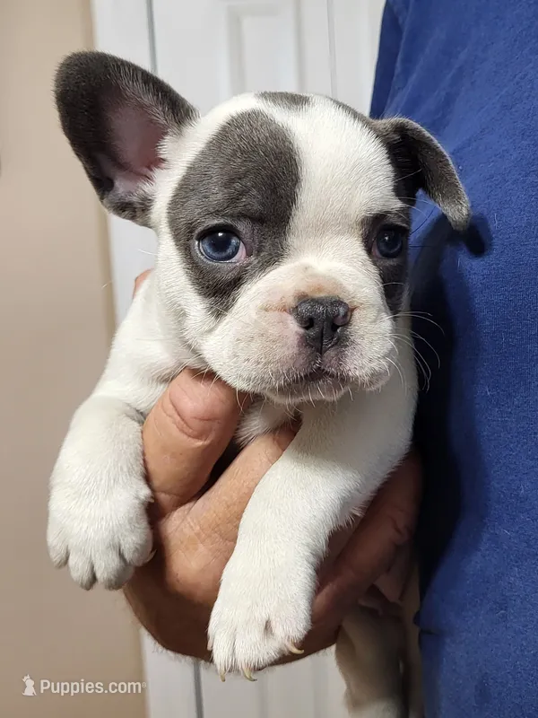 Tammy – French Bulldog puppy for sale in Fair Grove, MO