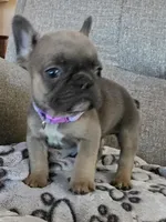 Violet, a female French Bulldog for sale in Fair Grove, MO – 3 of 5