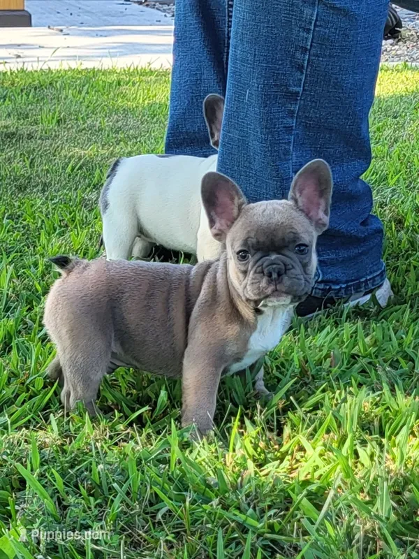 Hank – French Bulldog puppy for sale in Fair Grove, MO