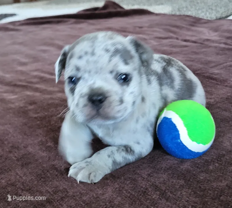 Willie, a male French Bulldog for sale in Fair Grove, MO – 1 of 5