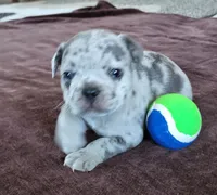 Willie, a male French Bulldog for sale in Fair Grove, MO – 1 of 5