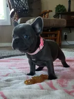 Emmylou, a female French Bulldog for sale in Fair Grove, MO – 4 of 4