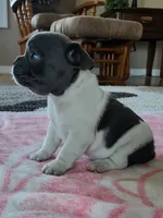 Dolly, a female French Bulldog for sale in Fair Grove, MO – 3 of 4