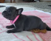Lil Loretta, a female French Bulldog for sale in Fair Grove, MO – 4 of 4