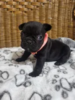Dahlia, a female French Bulldog for sale in Fair Grove, MO – 2 of 3