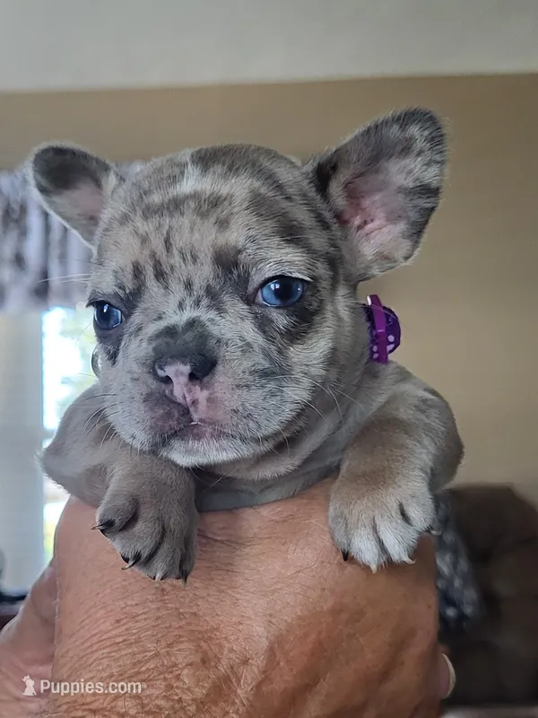 Kitty – French Bulldog puppy for sale in Fair Grove, MO
