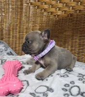 Violet, a female French Bulldog for sale in Fair Grove, MO – 2 of 3