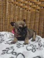 Daisy, a female French Bulldog for sale in Fair Grove, MO – 2 of 3