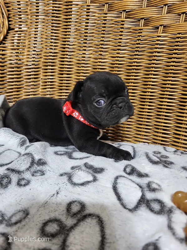 Sweet William – French Bulldog puppy for sale in Fair Grove, MO