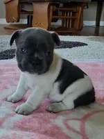Dolly, a female French Bulldog for sale in Fair Grove, MO – 2 of 4