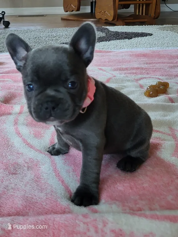 Emmylou – French Bulldog puppy for sale in Fair Grove, MO