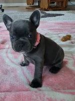 Emmylou, a female French Bulldog for sale in Fair Grove, MO – 1 of 4