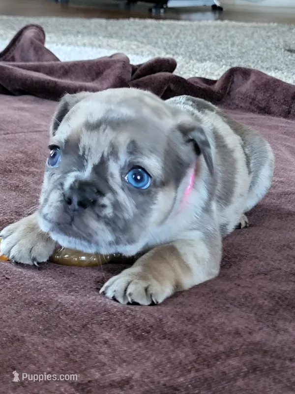 Patsy – French Bulldog puppy for sale in Fair Grove, MO