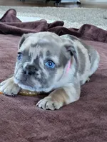 Patsy, a female French Bulldog for sale in Fair Grove, MO – 1 of 4
