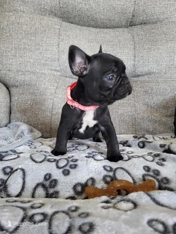 Dahlia – French Bulldog puppy for sale in Fair Grove, MO