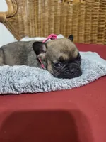 Daisy, a female French Bulldog for sale in Fair Grove, MO – 3 of 3