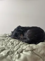 Zoey, a female Dutch Smoushond for sale in Denver, CO – Photo 3 of 10