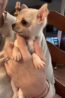 Annie Oakley, a female Chihuahua for sale in Santa Fe, TX – Photo 4 of 9