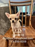 Annie Oakley, a female Chihuahua for sale in Santa Fe, TX – Photo 9 of 9