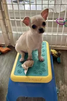 Annie Oakley, a female Chihuahua for sale in Santa Fe, TX – Photo 8 of 9