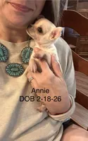 Annie Oakley, a female Chihuahua for sale in Santa Fe, TX – Photo 3 of 9