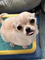 Annie Oakley, a female Chihuahua for sale in Santa Fe, TX – Photo 5 of 9