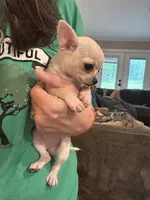 Annie Oakley, a female Chihuahua for sale in Santa Fe, TX – Photo 7 of 9