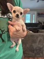 Annie Oakley, a female Chihuahua for sale in Santa Fe, TX – Photo 6 of 9