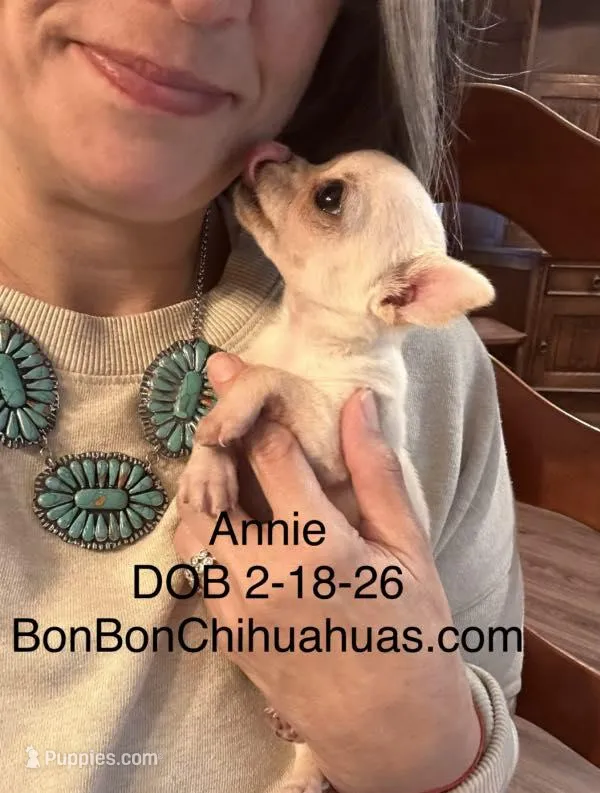 Annie Oakley, a female Chihuahua for sale in Santa Fe, TX – Photo 1 of 9