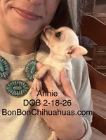 Annie Oakley, a female Chihuahua for sale in Santa Fe, TX – Photo 1 of 9