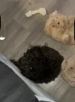 Jaxson , a male Poodle - Toy  for sale in Raleigh, NC – 3 of 3