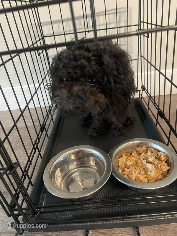 Jaxson  – Poodle - Toy  puppy for sale in Raleigh, NC