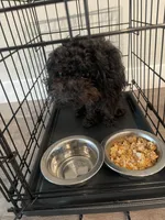 Jaxson , a male Poodle - Toy  for sale in Raleigh, NC – 1 of 3