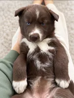 Catrionna, a female Siberian Husky for sale in Defiance, OH – 2 of 3