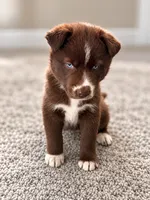 Catrionna, a female Siberian Husky for sale in Defiance, OH – 3 of 3