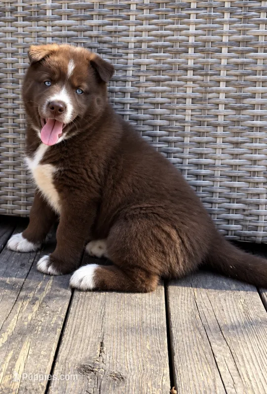 Catrionna – Siberian Husky puppy for sale in Defiance, OH