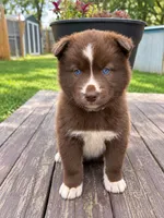 Rhiannon , a female Siberian Husky for sale in Defiance, OH – 4 of 4